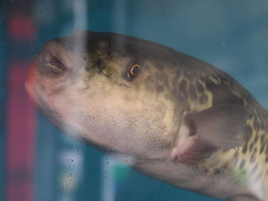 Thousands of Cases of Obscure Virus Previously Only Seen In Japanese Fish Populations Reported in Calgary