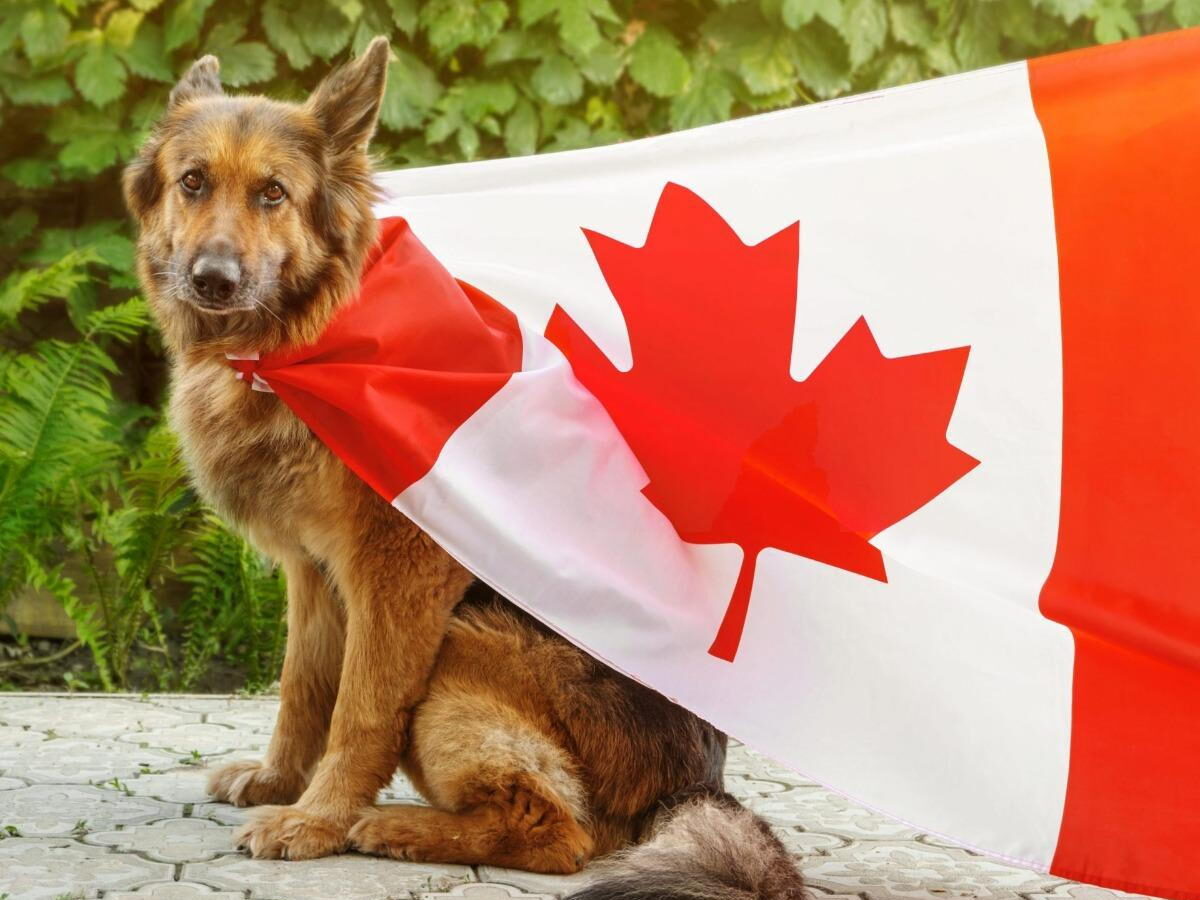 Awwww! 6 Ways Aspecticor Gives Puppy Dog Energy!